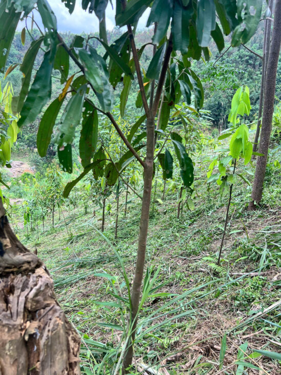 CHÍNH CHỦ CẦN CHUYỂN NHƯỢNG LẠI 3 HA QUẾ TẠI PHƯỜNG ĐỨC XUÂN – THÁI NGUYÊN