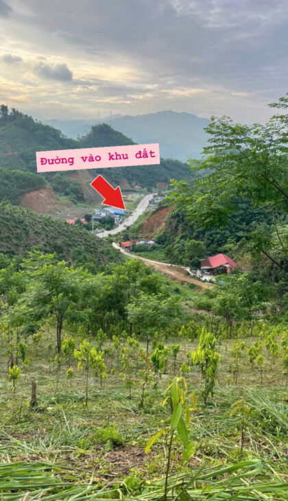 CHÍNH CHỦ CẦN CHUYỂN NHƯỢNG LẠI 3 HA QUẾ TẠI PHƯỜNG ĐỨC XUÂN – THÁI NGUYÊN