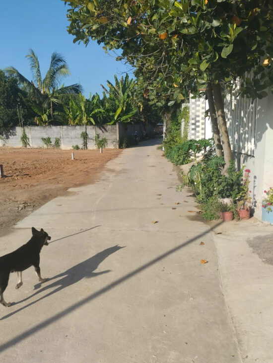 ĐẤT DIÊN TOÀN FULL THỔ CHỈ 1ty250 THÔN TRUNG NAM, DIÊN KHÁNH