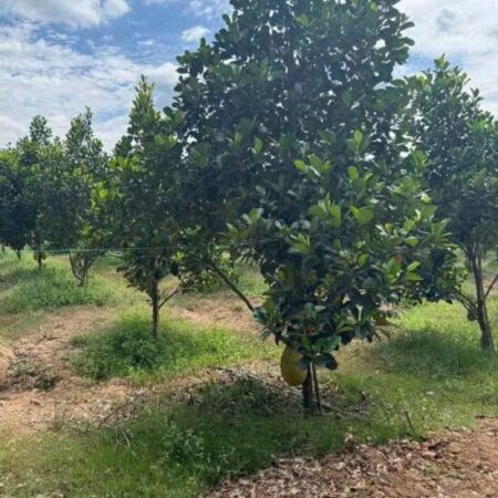 🌳 Bán vườn mít đang thu hoạch – đất đã có rào kiên cố bao quanh, an toàn và gọn gàng.