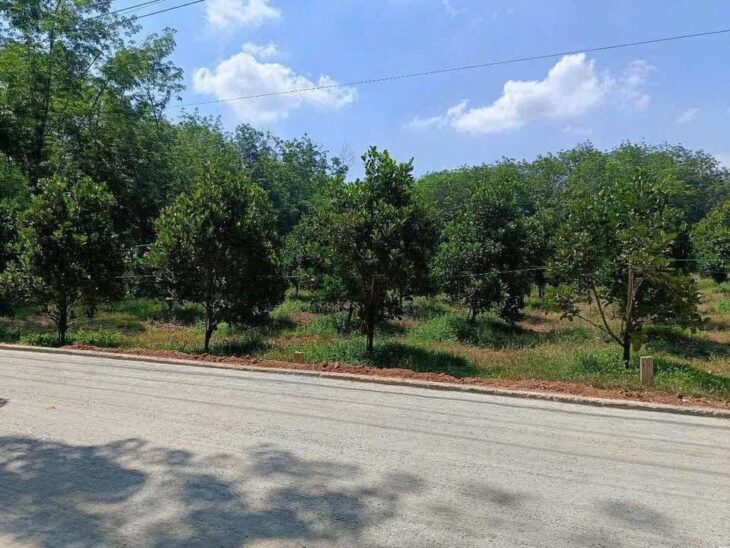 🌳 Bán vườn mít đang thu hoạch – đất đã có rào kiên cố bao quanh, an toàn và gọn gàng.