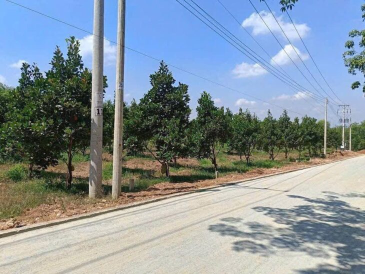 🌳 Bán vườn mít đang thu hoạch – đất đã có rào kiên cố bao quanh, an toàn và gọn gàng.
