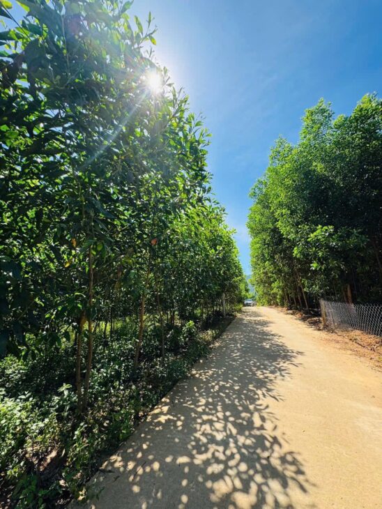 BÁN LÔ ĐẤT FULL THỔ CƯ – HÀNG HIẾM KHÁNH ĐÔNG, KHÁNH VĨNH