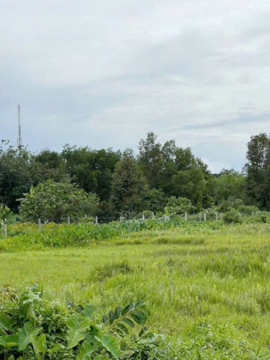 Đất Nở hậu Đường 8m thông 1851m2 – Cây Gỗ CC