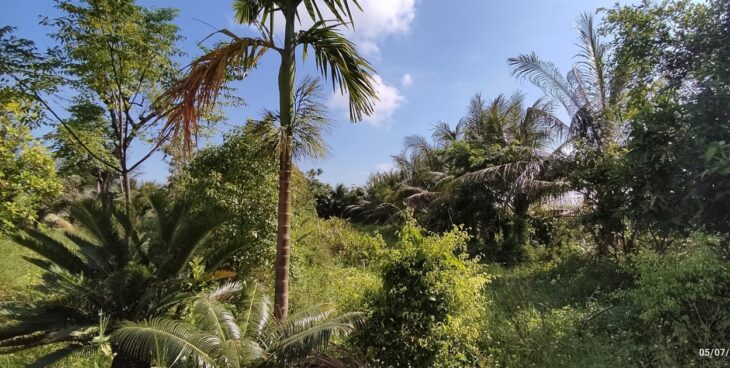 Bán Lô Đất Trang Trại 5000m² Tại Kiến Thụy – Hải Phòng, Vị Trí Tiềm Năng, Đầu Tư Sinh Lời Cao