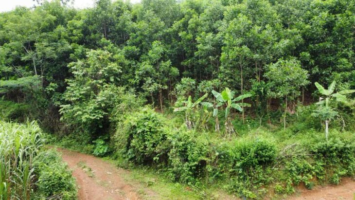 ĐẤT DÂN CẦN BÁN 50HA ĐẤT RSX F0 TẠI CAO PHONG , HÒA BÌNH CŨ ,NAY THUỘC PHÚ THỌ