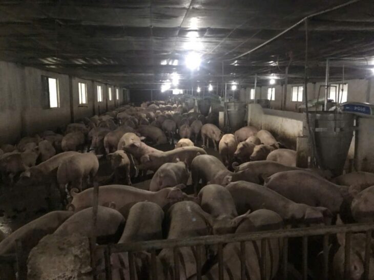 Trang trại chăn nuôi heo qui mô lớn 10 hécta giá 155 tỷ có thương lượng với khách hàng thiện chí