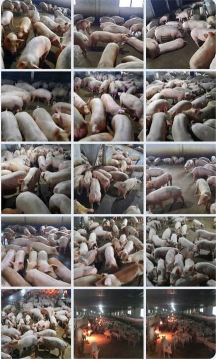 Trang trại chăn nuôi heo qui mô lớn 10 hécta giá 155 tỷ có thương lượng với khách hàng thiện chí