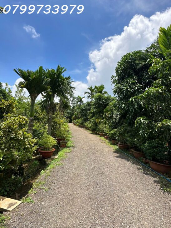 Bán 12.000m2 đất, xã Suối Rao, Bà Rịa Vũng Tàu, tặng nhà vườn, giá chỉ 14,9 tỷ
