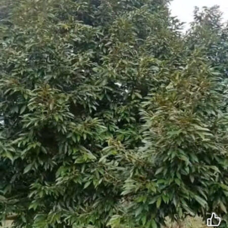 CHÍNH CHỦ Bán đất 1,6 ha tại Lộc An, Lộc Ninh, Bình Phước