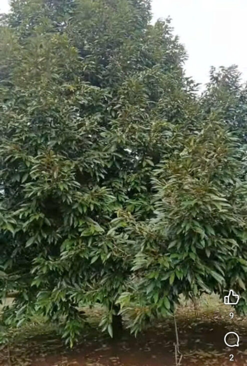 CHÍNH CHỦ Bán đất 1,6 ha tại Lộc An, Lộc Ninh, Bình Phước