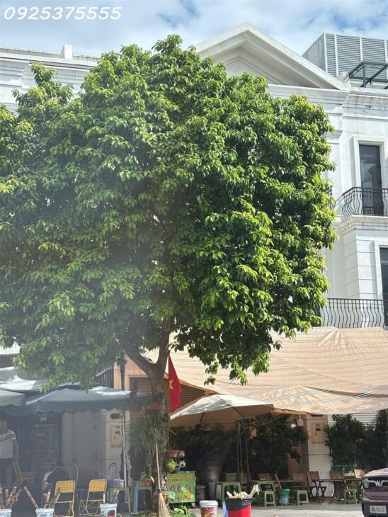 Shophouse rẻ nhất Vinhomes Ocean Park 1, Gia Lâm, Hà Nội. MTG