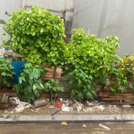 CẦN BÁN MẢNH ĐẤT ĐẸP TẠI HẢI BỐI, ĐÔNG ANH, HÀ NỘI