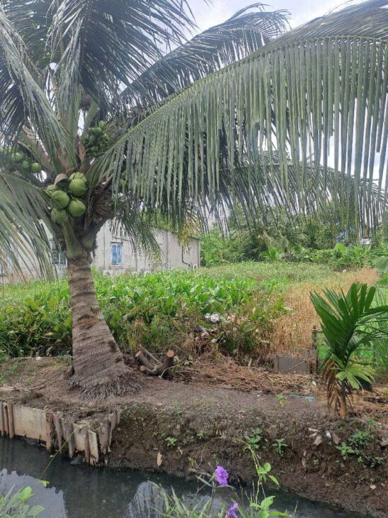 🏡 ĐẤT FULL THỔ CỰC HIẾM – THẠNH XUÂN 33 – 200m² – GIÁ CHỈ 7.3 TỶ