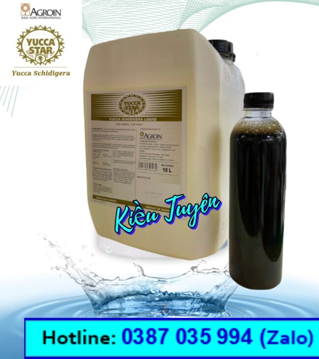 Yucca nguyên liệu, yucca Mexico, yucca bột, yucca nước