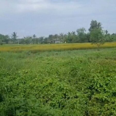 ĐẤT CHÍNH CHỦ- GIÁ TỐT CẦN BÁN NHANH LÔ ĐẤT Tân Trạch, Cần Đước, Long An