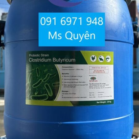 Men vi sinh Clostridium butyricum Ấn Độ