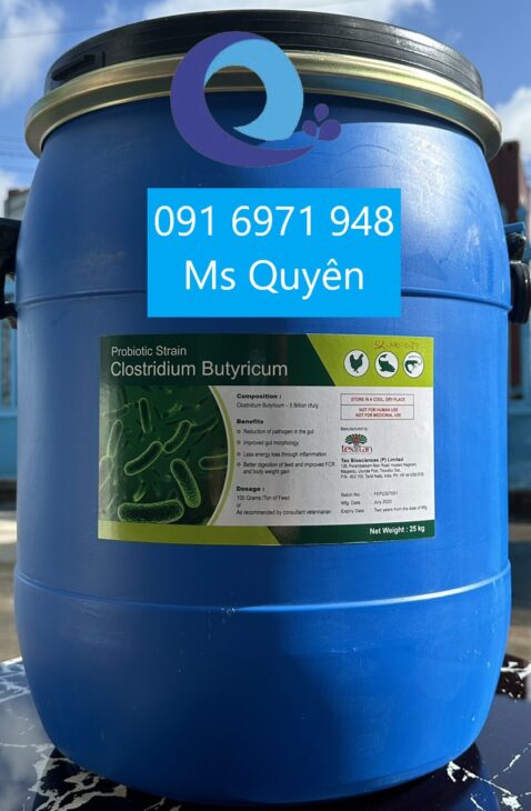 Men vi sinh Clostridium butyricum Ấn Độ