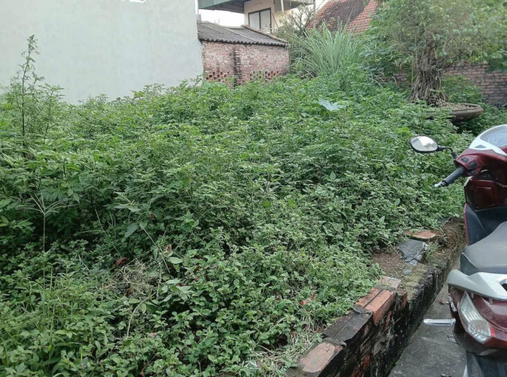 CC EM CẦN TIỀN MUỐN LÔ ĐẤT Ở HIỆP THẬN PHÚC THỌ. DIỆN TÍCH 42M – MẶT -HẬU 4M NHƯ NHAU, CÁCH ĐƯỜNG