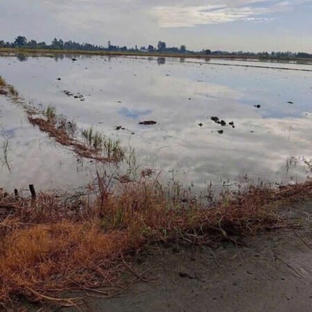 BÁN ĐẤT RUỘNG KHU VỰC PHI THÔNG – RẠCH GIÁ – KIÊN GIANG