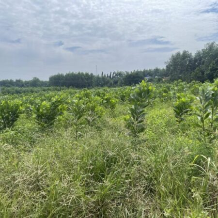 Bán đất SKC 8000m2 xã Hố Nai 3, Trảng Bom, Đồng Nai 16T