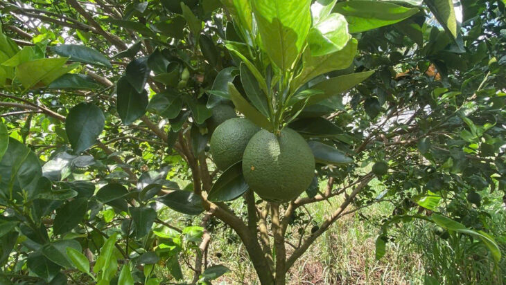 Bán xưởng SKC + đất 23000m2 huyện Thống Nhất, tỉnh Đồng Nai 28 tỷ