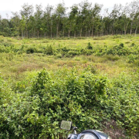 BÁN ĐẤT- XÃ ĐỊNH THÀNH – HUYỆN DẦU TIẾNG, BÌNH DƯƠNG