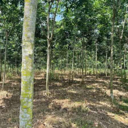 Cần bán vườn cao su tại ấp Hiệp Hoàn A, xã Lộc Quang, huyện Lộc Ninh- .Tỉnh Bình Phước