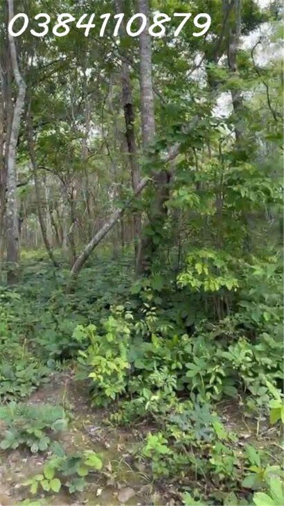 🌟 CHUYỂN NHƯỢNG 160 HECTA ĐẤT DỰ ÁN – HÀM TÂN, BÌNH THUẬN 🌟