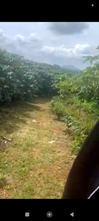 ĐẤT ĐẸP – GIÁ TỐT – CHÍNH CHỦ CẦN BÁN NHANH LÔ ĐẤT TẠI thôn 5 ,Tân Lâm, Di Linh, Lâm Đồng