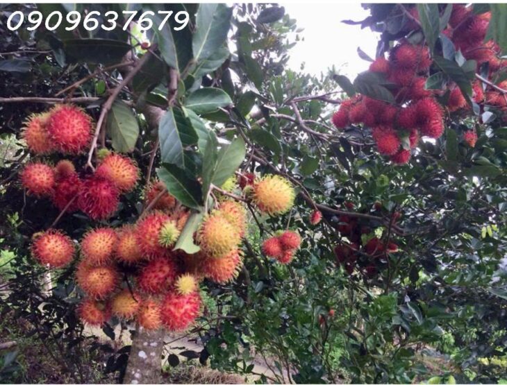 MỘT KHU DU LỊCH SINH THÁI LUNG TRÀM- CẦN THƠ HÀNG HIẾM CÓ -17.732M2