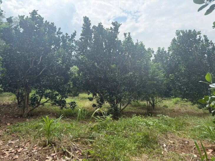 CẦN BÁN ĐẤT VƯỜN TẠI ẤP SÓC RUỘNG, XÃ TÂN HƯNG, HUYỆN HỚN QUẢN, BÌNH PHƯỚC