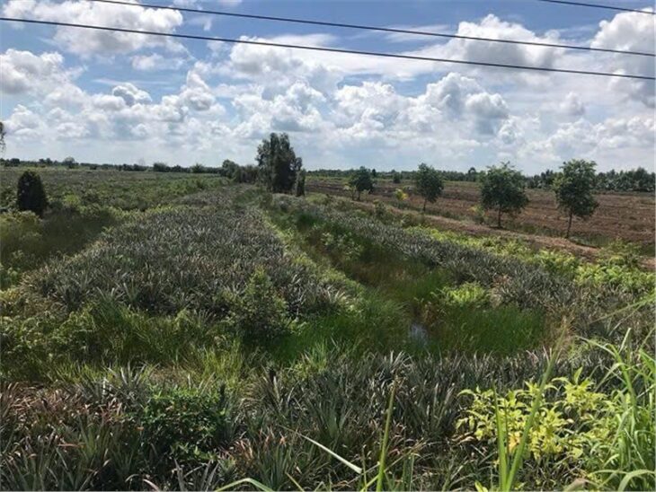 ĐẤT ĐẸP- GIÁ TỐT CẦN BÁN NHANH lô đất mặt tiền vị trí đắc địa tại huyện Tân Phước, tỉnh Tiền Giang