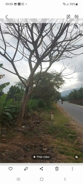 ĐẤT ĐẸP – GIÁ TỐT – CHÍNH CHỦ CẦN BÁN Tại Lạc Xuân, Đơn Dương, Lâm Đồng