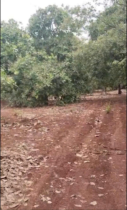 CHÍNH CHỦ CẦN BÁN 4 MẪU ĐẤT SÁT TRỤC ĐƯỜNG – DT 753 ĐỒNG PHÚ, BÌNH PHƯỚC CHỈ 8 TỶ/MẪU