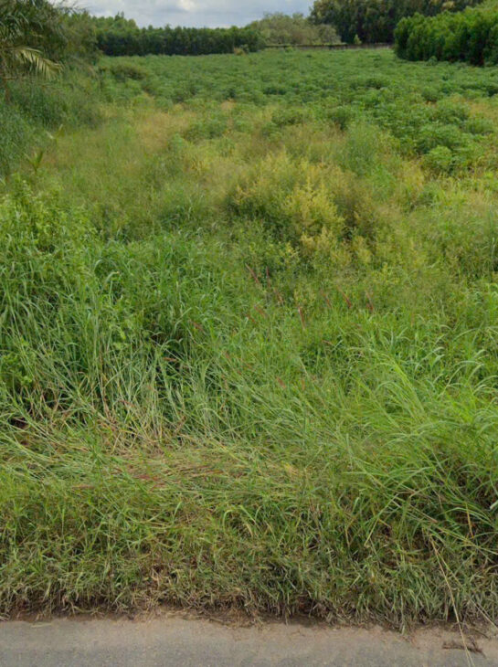 Bán đất 2318m2 Full SKC đóng tiền 1 lần-0909808615