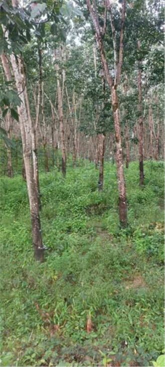 ĐẤT ĐẸP – GIÁ ĐẦU TƯ – CẦN BÁN LÔ ĐẤT tại Thọ Sơn, Bù Đăng, Bình Phước