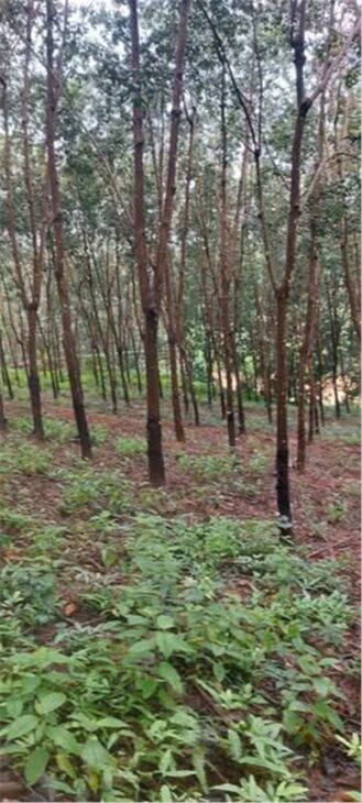 ĐẤT ĐẸP – GIÁ ĐẦU TƯ – CẦN BÁN LÔ ĐẤT tại Thọ Sơn, Bù Đăng, Bình Phước