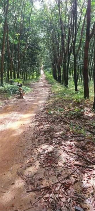 ĐẤT ĐẸP – GIÁ ĐẦU TƯ – CẦN BÁN LÔ ĐẤT tại Thọ Sơn, Bù Đăng, Bình Phước