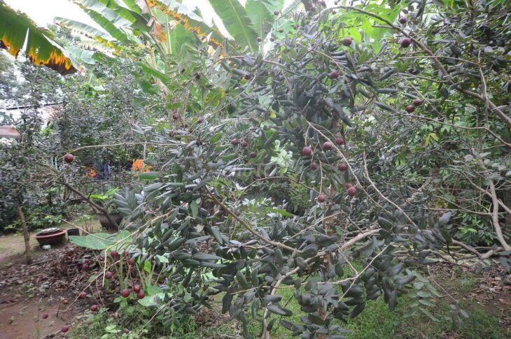 BÁN ĐẤT TẶNG NHÀ CHÍNH CHỦ – MẶT TIỀN Đường QL57, Xã Tân Hội, Huyện Mỏ Cày Nam, Bến Tre