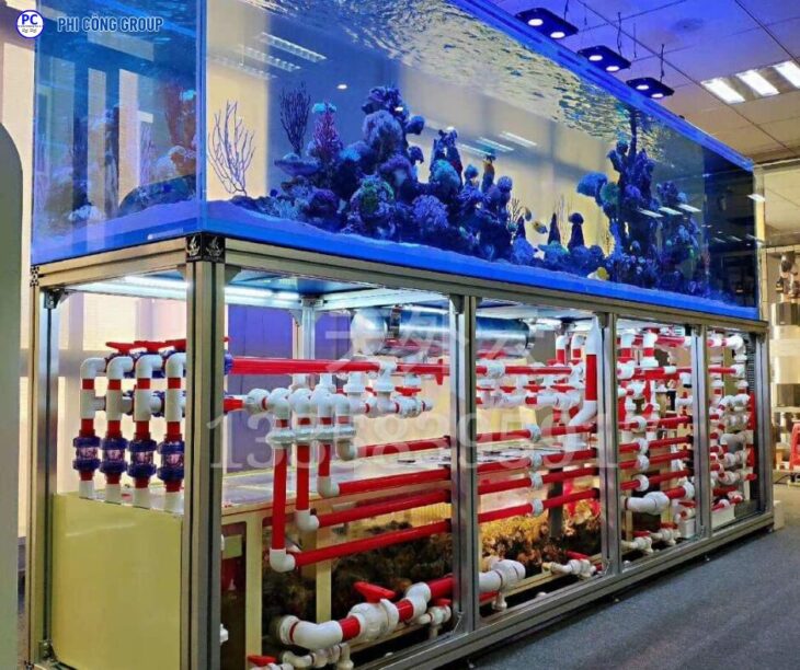 GỬI HỒ CÁ ĐI ÚC BẰNG ĐƯỜNG TÀU BIỂN – GIAO TẬN NHÀ