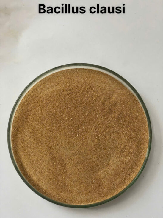 BACILLUS CLAUSII toàn diện các vấn đề về tiêu hóa