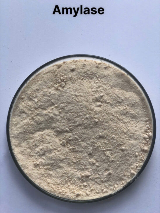 Enzyme đơn dòng Amylase phân giải tinh bột