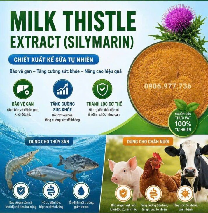 Thảo dược Silymarin Chiết xuất kế sữa