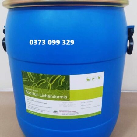BACILLUS LICHENIFORMIS – XỬ LÝ HỮU CƠ, ỔN ĐỊNH AO NUÔI
