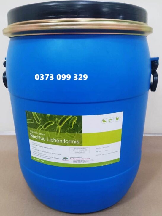 BACILLUS LICHENIFORMIS – XỬ LÝ HỮU CƠ, ỔN ĐỊNH AO NUÔI