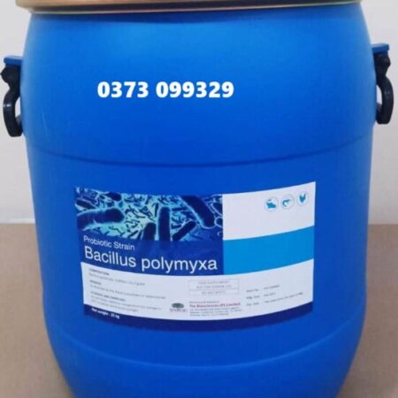 BACILLUS POLYMYXA – LỢI KHUẨN CHO TÔM CÁ