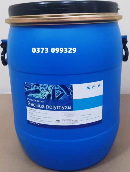 BACILLUS POLYMYXA – LỢI KHUẨN CHO TÔM CÁ