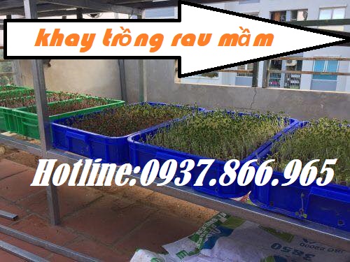 Giá khay nhựa tại Hà Nội, khay nhựa, hộp nhựa, thùng nhựa, khay nhựa cao 10