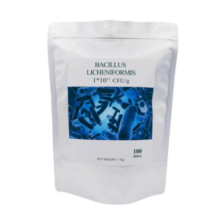 BACILLUS LICHENIFORMIS KHỬ KHÍ ĐỘC – SẠCH ĐÁY AO